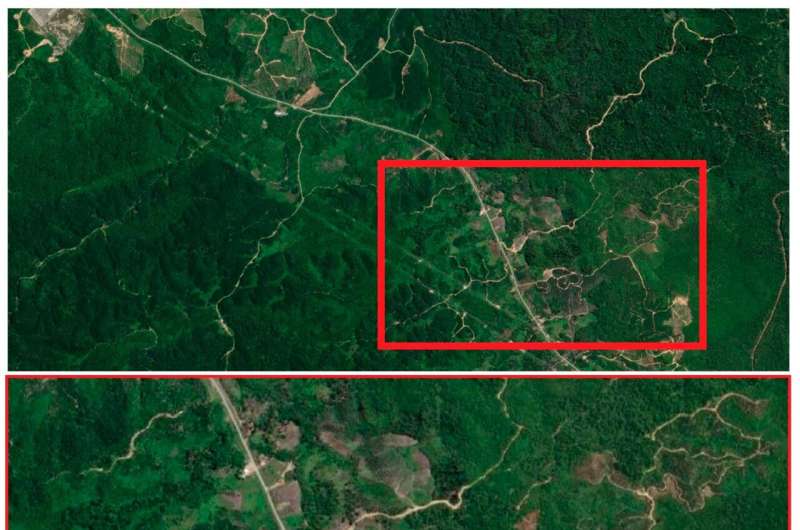 AI Identifies Hidden Roads Threatening Rainforests - Remote Sensing Study