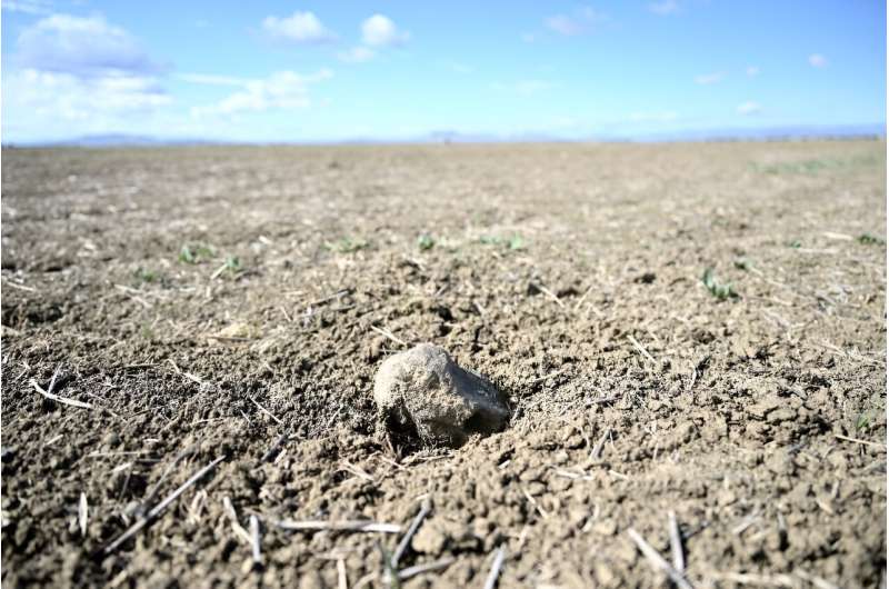 Sicily Drought: Crop Failures and Livestock Crisis