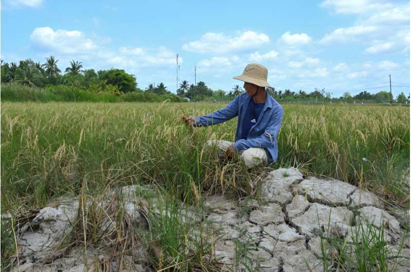 Vietnam Heatwave Threatens Rice Production in Mekong Delta