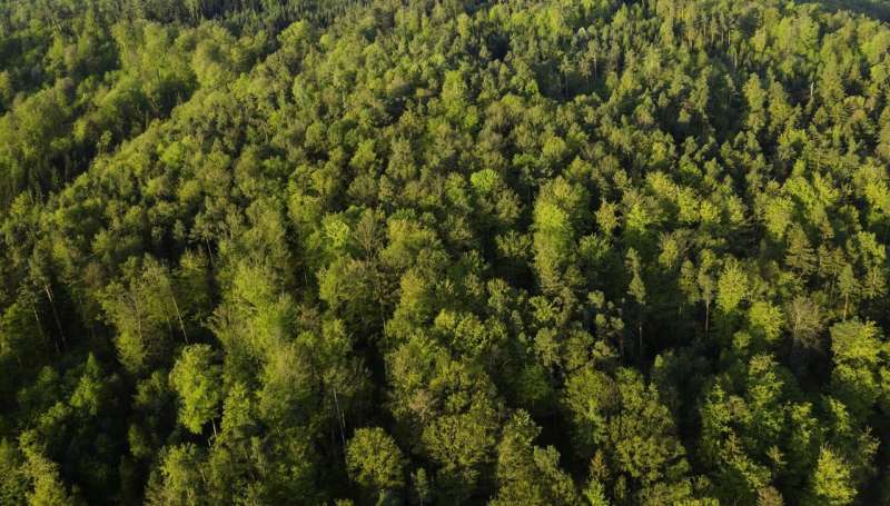 Forest Expansion s Limits: New Study on Climate Change Mitigation