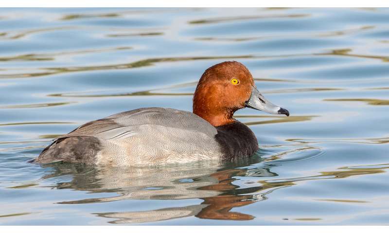 Persistent PFAS Contamination Found in Wildlife at Holloman Air Force Base