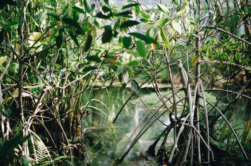 Mangrove Destruction to Unleash Massive Carbon Emissions by 2100