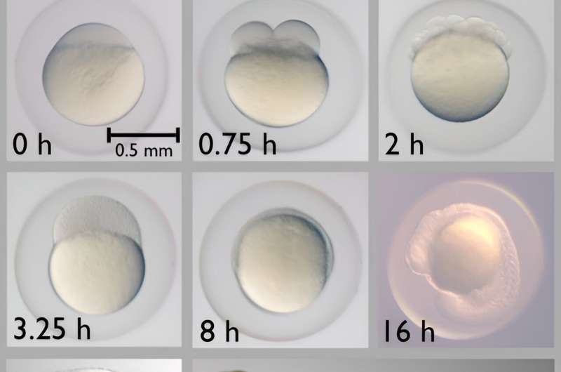 Zebrafish in Space: How Microgravity Impacts Development