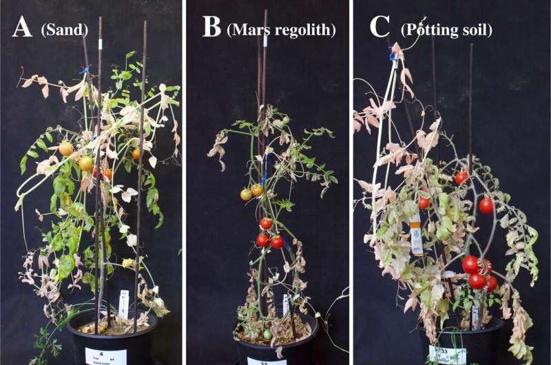 Intercropping on Mars: Boosting Vegetable Production for Future Colonization