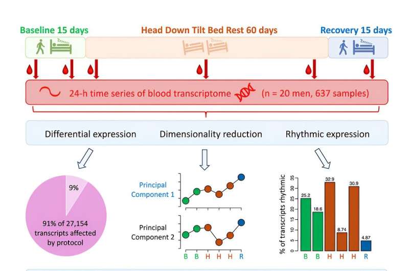 Microgravity Disrupts Human Gene Expression Rhythms: A New Study