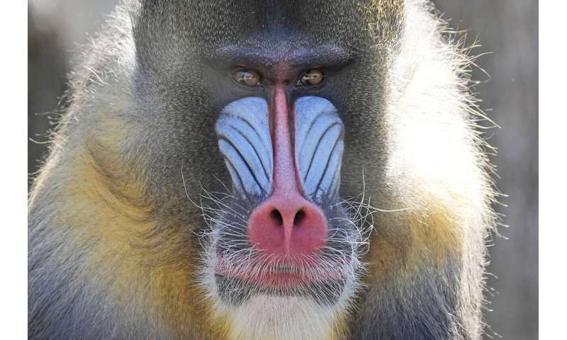 Animal Behavior During Solar Eclipses: Upcoming Research & Past Observations