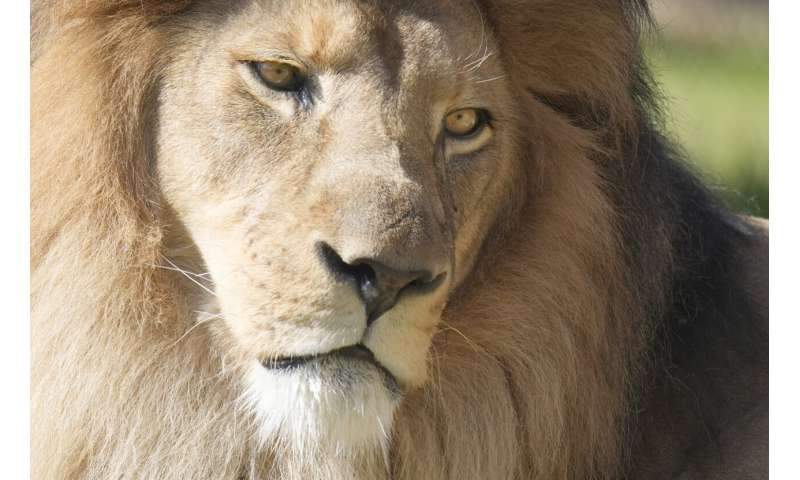 Animal Behavior During Solar Eclipses: Upcoming Research & Past Observations