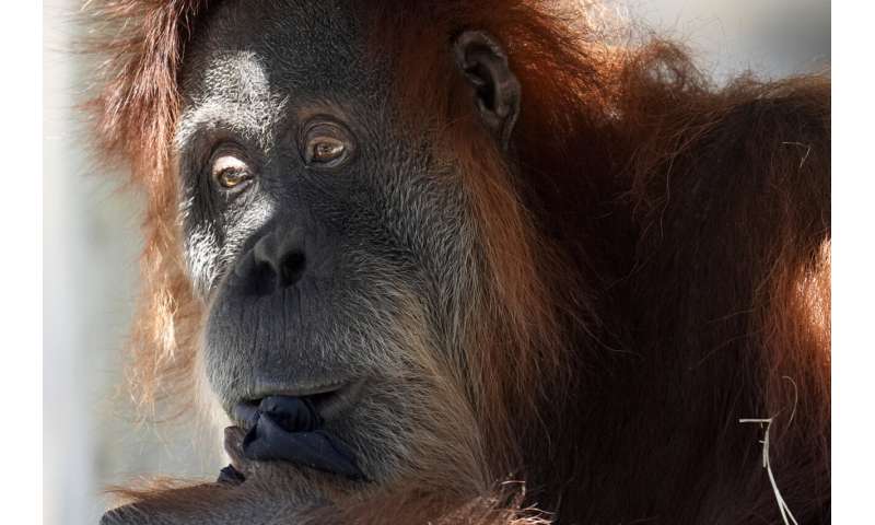 Animal Behavior During Solar Eclipses: Upcoming Research & Past Observations