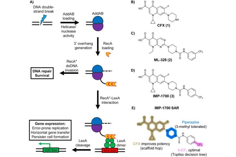 Novel Molecule Disrupts Antibiotic Resistance in Bacteria