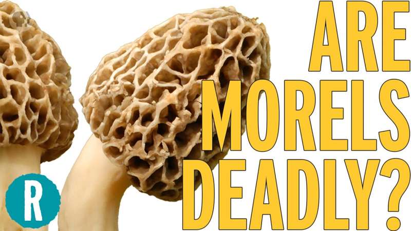 Morels: Deadly Mushrooms - Chemistry, Identification & Safety