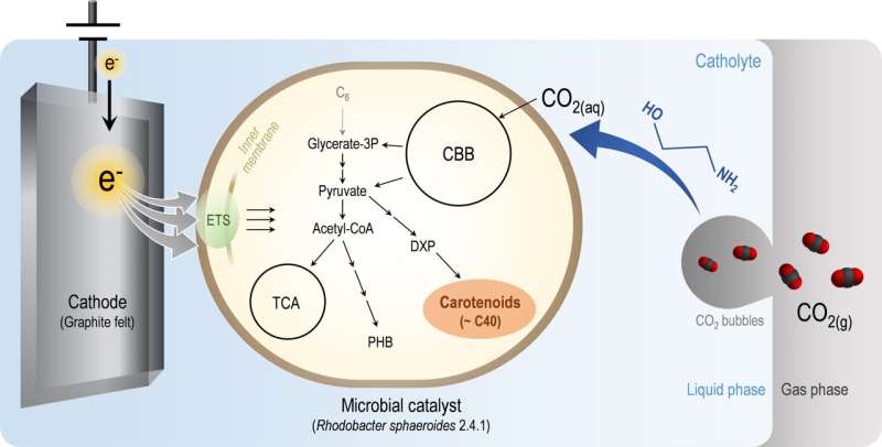 CO2 to Antioxidant: Breakthrough in Carbon Capture & Utilization
