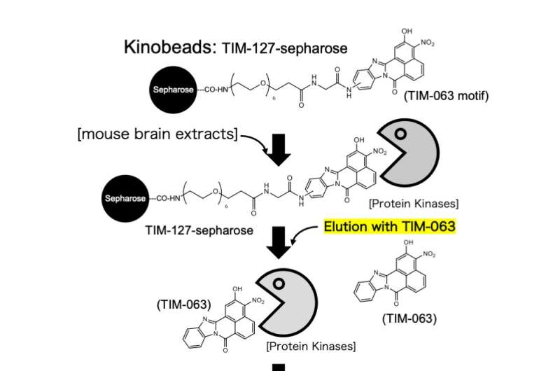 Novel AAK1 Inhibitor Discovery: Chemical Proteomics for Cancer Therapeutics
