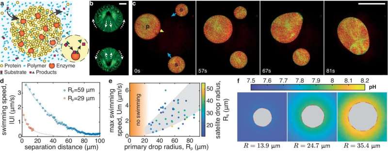 Microfluidics Breakthrough: Protein Condensates Inspire Self-Propelled Microbots