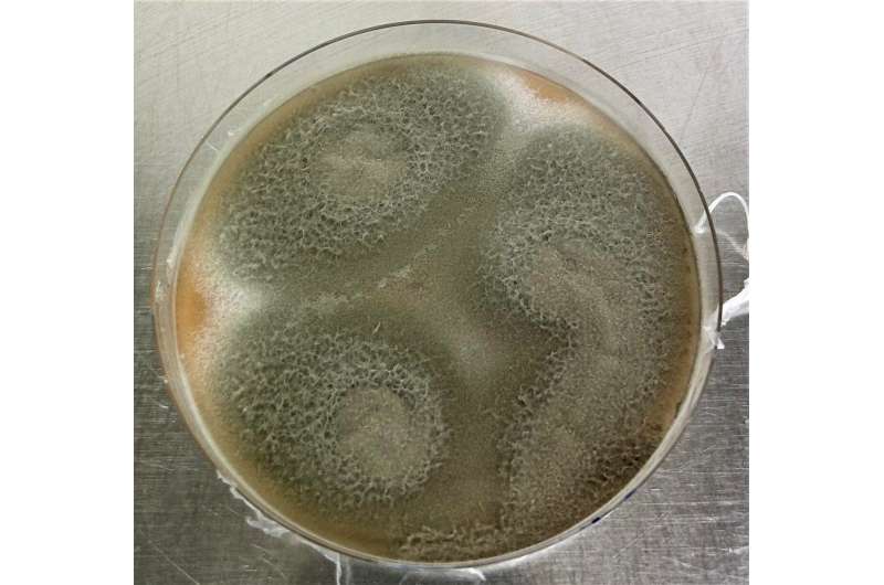 Fungus Converts Cellulose into Erythro-isocitric Acid: A Sustainable Chemical Production Method