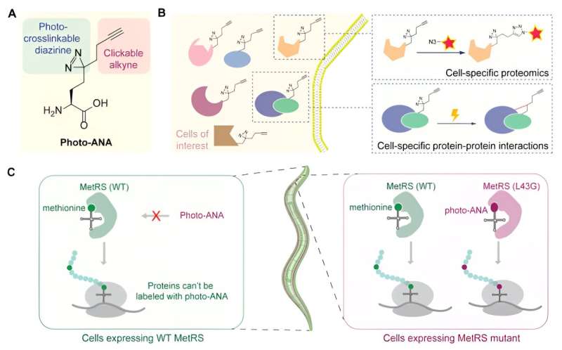New Method Reveals Tissue-Specific Protein Interactions