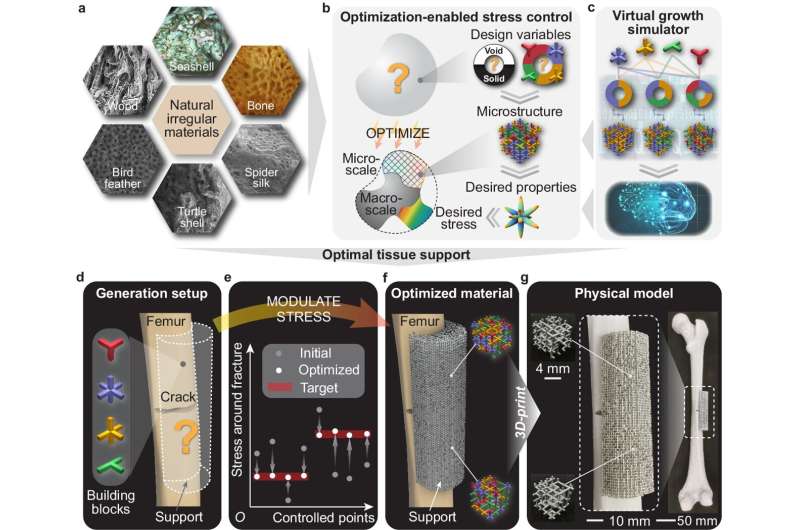 Programmable Materials Advance Bone Fracture Healing - University of Illinois Research