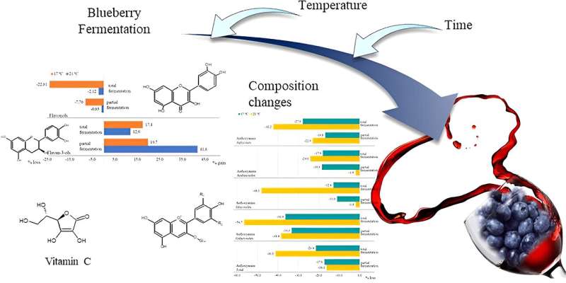 Fermentation s Impact on Blueberry Wine s Health Benefits: A Scientific Study