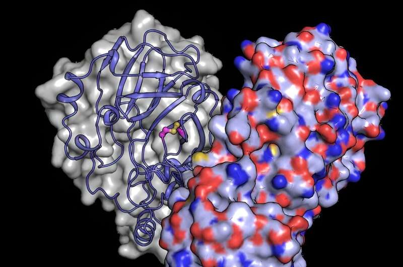 SARS-CoV-2 Main Protease: Understanding Viral Defense Mechanisms