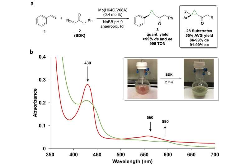 Unraveling Hemoprotein Catalysis: New Insights into Cyclopropanation Mechanisms