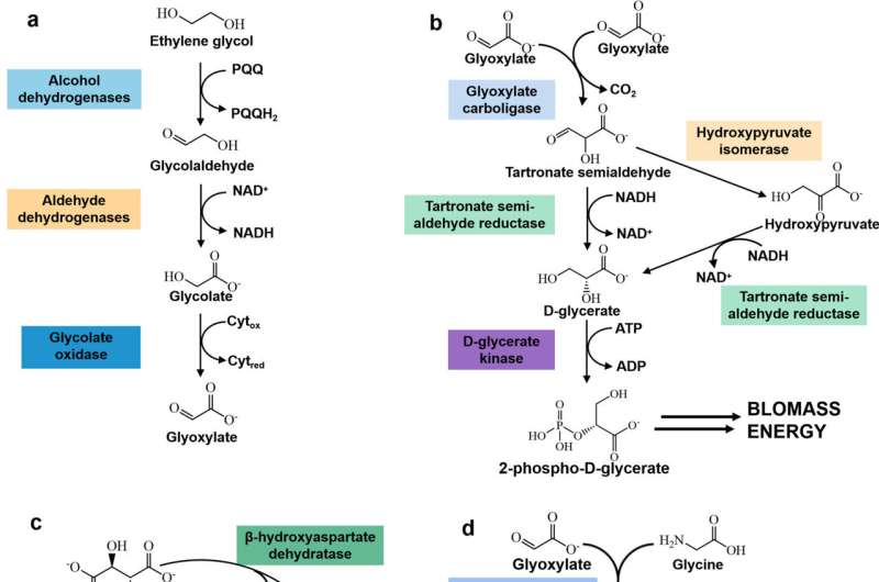 Biotic & Abiotic PET Upcycling: Microbial & Enzymatic Methods
