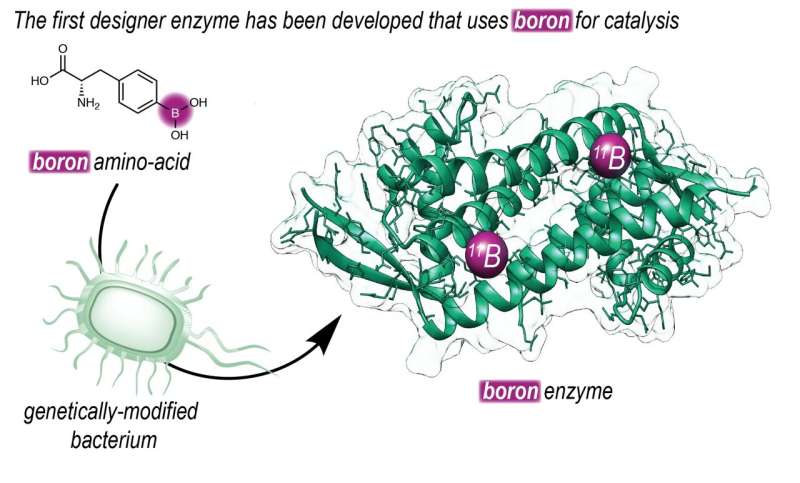 Novel Boron-Containing Enzyme Created by University of Groningen Chemists