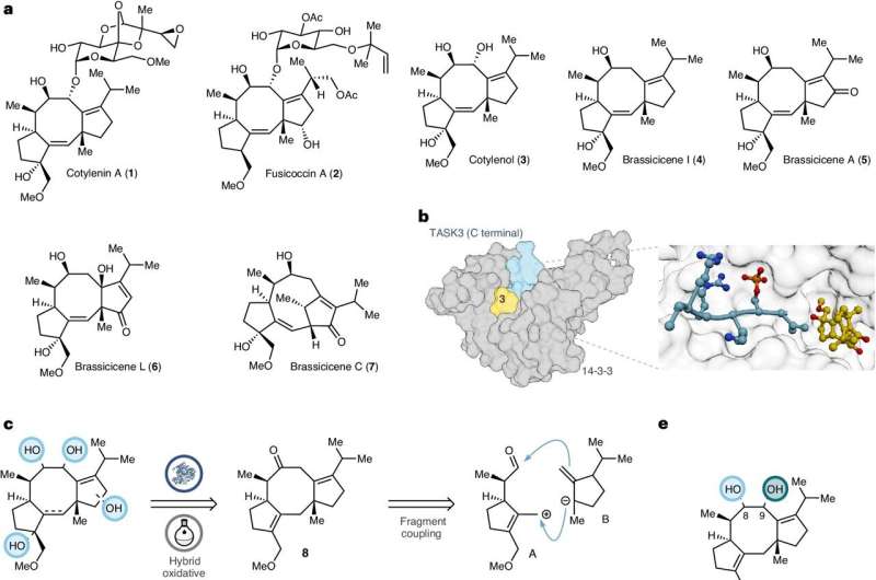 Novel Fusicoccane Diterpenoids: Synthesis and Biomedical Potential