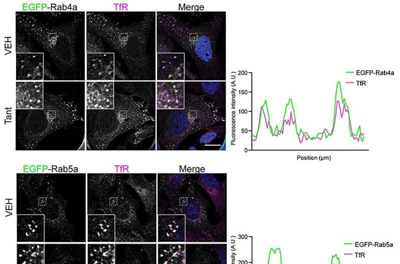 Novel Chemical Tool Reveals Cellular Membrane Remodeling Mechanisms