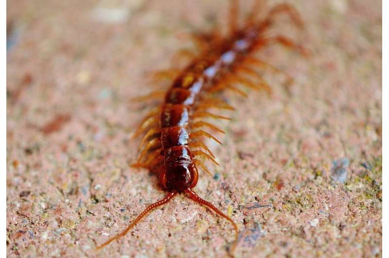 Centipede Compounds Show Promise for Kidney Disease Treatment