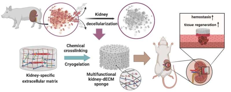 Porous Sponge Material Accelerates Kidney Hemostasis & Repair - POSTECH Research