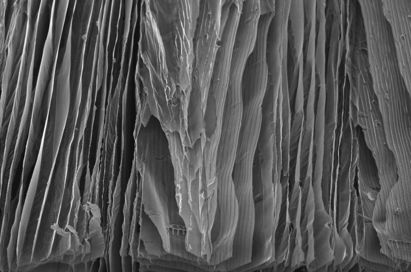 Freeze Casting: Creating Hierarchical Materials for Biomedical Applications