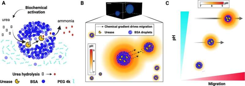 Chemotaxis Breakthrough: Synthetic Droplets Reveal Insights into Biological Movement