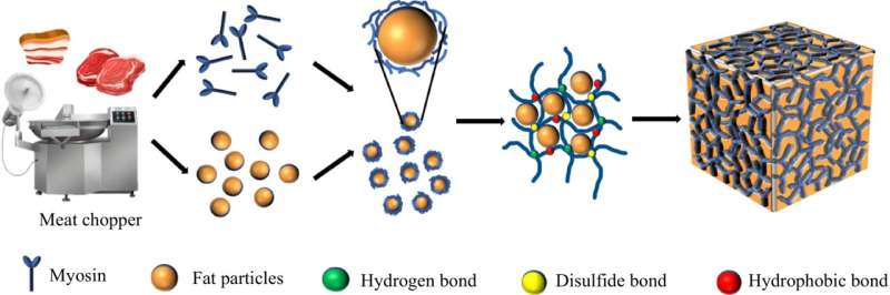Gel Formation in Fermented Sausage: Role of Lactic Acid Bacteria & Processing