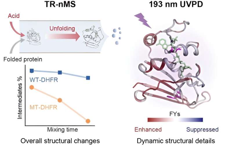 UVPD-nMS: A Novel Strategy for Analyzing Protein Stability Changes Due to Mutations