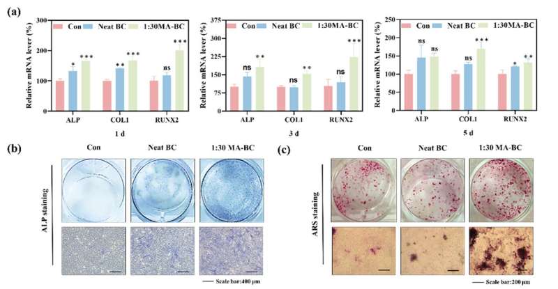 Novel Bacterial Cellulose Gel Boosts Bone Repair with Maleic Acid Treatment