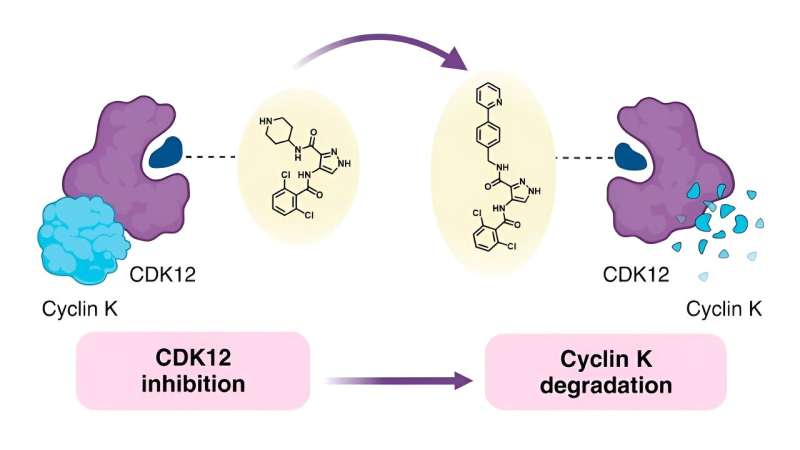 New Approach Converts Cancer Inhibitors into Protein Degraders for Drug Discovery