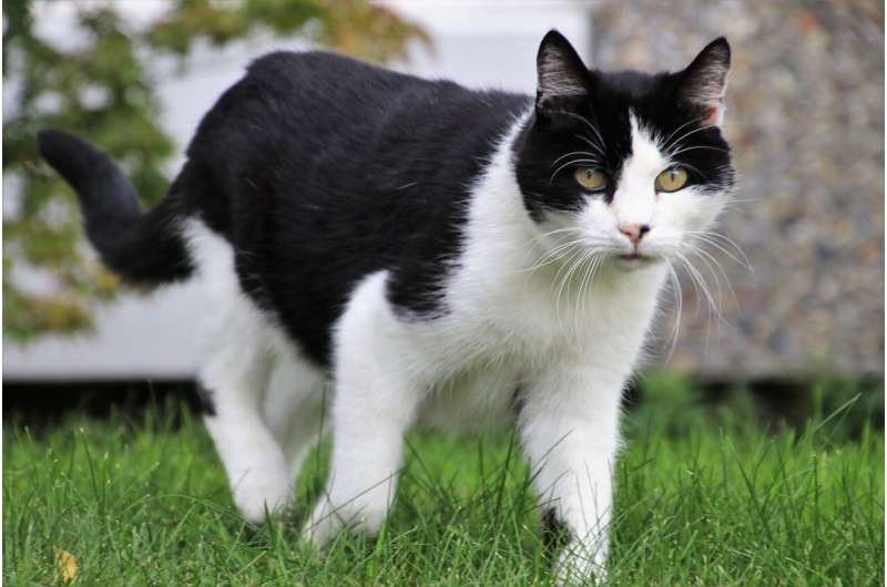 Why Do Cats Spray Urine? Understanding the Odor and Behavior