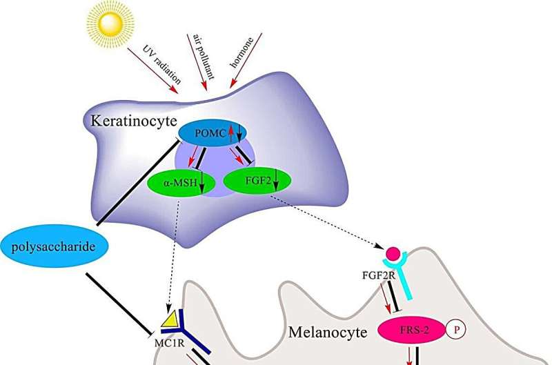 Polysaccharides in Cosmetics: Latest Research & Benefits