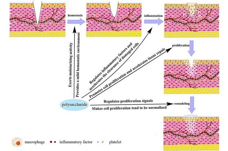 Polysaccharides in Cosmetics: Latest Research & Benefits