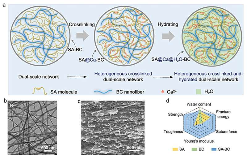 Polysaccharide Membranes for Enhanced Bone Repair: Properties & Fabrication