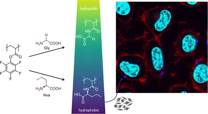 Biocompatible Polymers Exhibit Cell Interaction Potential | ACS Polymers Au