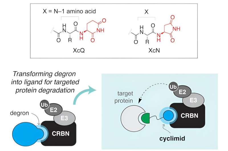 Targeted Protein Degradation: New Ligands Offer Promise for Disease Treatment