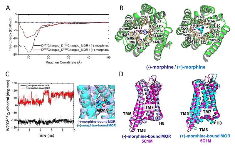 Opioid Receptor Selectivity: How the Body Chooses the Right Enantiomer