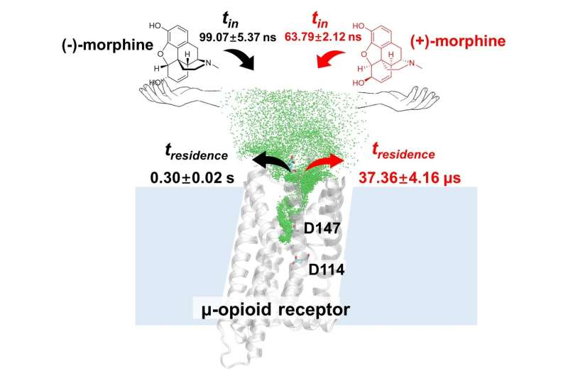 Opioid Receptor Selectivity: How the Body Chooses the Right Enantiomer