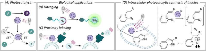Light-Activated Compound Synthesis Inside Living Cells: A Breakthrough in Bio-Chemistry
