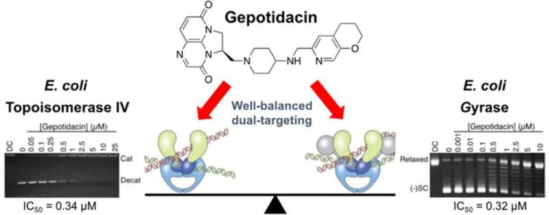 New Antibacterial Class Discovered: A Breakthrough in UTI Treatment