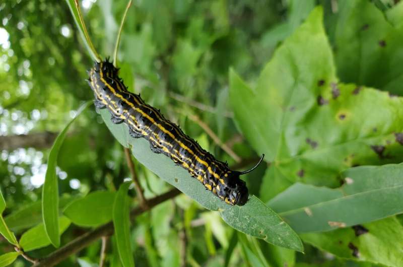 Insect Hemolymph Clotting: Scientists Uncover Caterpillar Bleeding Secrets