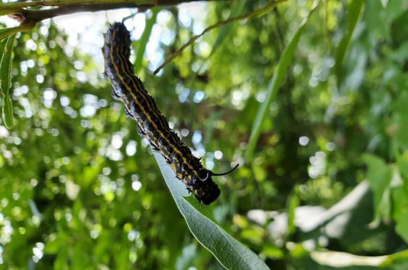 Insect Hemolymph Clotting: Scientists Uncover Caterpillar Bleeding Secrets