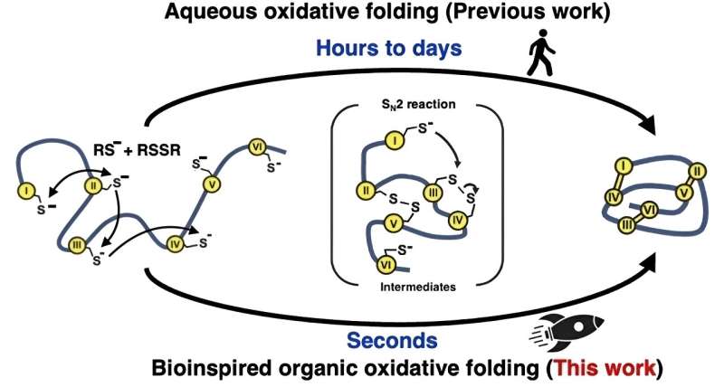 Accelerated Folding of Peptides & Microproteins for Drug Discovery