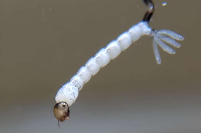New Chemical Strategy Targets Mosquito Larvae to Prevent Disease Spread
