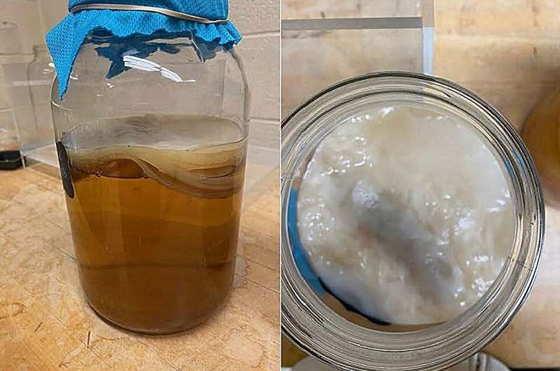 Kombucha Brewing Science: How Silicone Bags Impact Fermentation